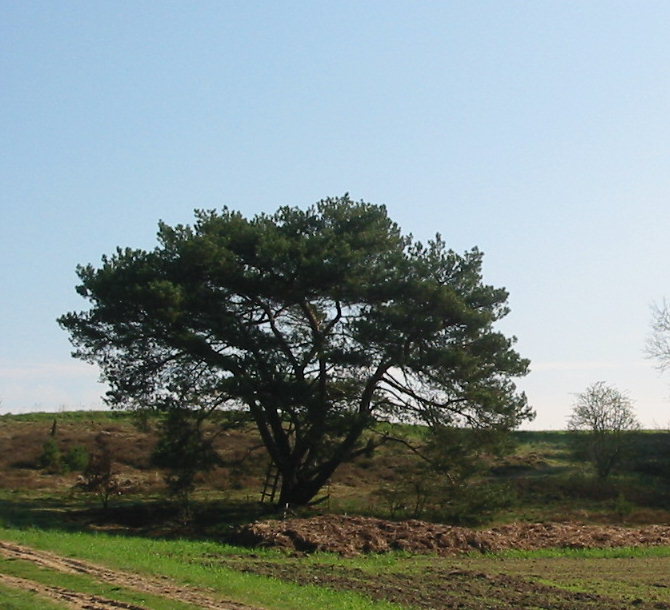 Naturschutzkiefer